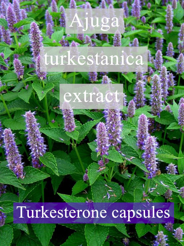 Turkesterone capsules