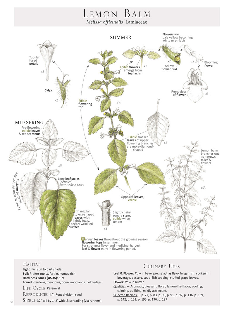 Lemon + balm-melissa + officialinalis