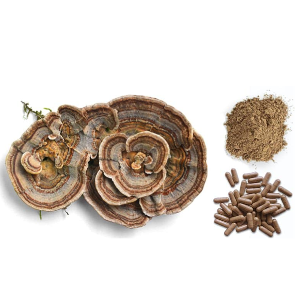 Turkey Tail Mushroom Benefits_6c261cf114e9c1d73e957264f745d48b_800_副本