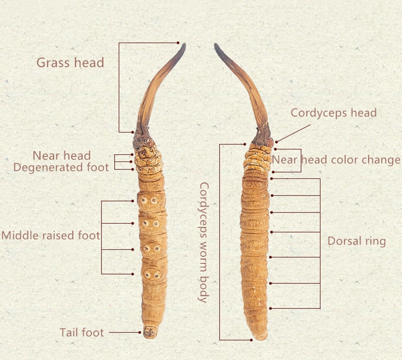 Cordyceps (1)