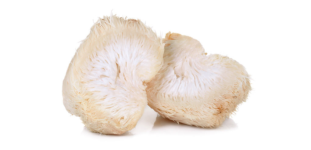 Lion mane mushroom isolated on white background.